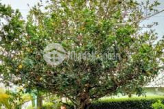 Nhà vườn 1000m22 mặt tiền trước sauđường xe hơi