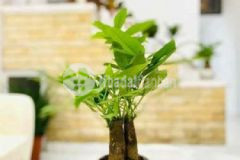 Cần tiền bán gấp nhà rẻ đẹp lạc long quân