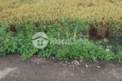 Ấp4 mỹ thạnh thủ thừa 5000mv đất lúa