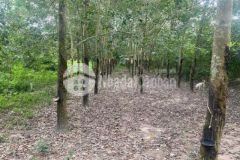 408m2 đất ở 1 sẹc phạm văn cội 8x51 kdc giá 1 8tỉ