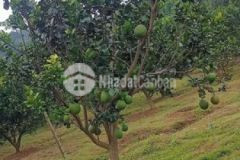 Đất vườn trái cây chính chủ giá rẻ sổ sẵn