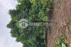 Chính chủ bán hoa hồng 2 gửi người giới thiệu