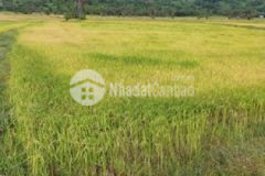 Đất có sổ đỏ 10côg đất ruộng