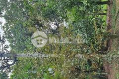 Bán đất vườn an sơn thuận an bình dương