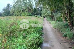 Bán gần 30 công đất ruộng ấp nam chánh, xã lịch hội thượng, huyện trần đề, sóc trăng