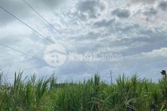 Bán miếng đất thuộc quốc lộ 60, thị trấn đại ngãi, huyện long phú, sóc trăng. gần tôn đức thắng.