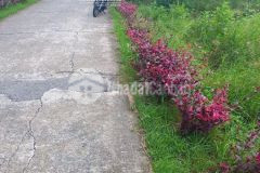 Bán đất ấp kinh giữa 1, xã kế thành, h. kế sách, sóc trăng