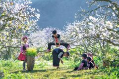 Mảnh đất mộc châu nằm trong quy hoạch vùng lõi,sổ đỏ sang tên phút mốt.