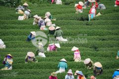 Đất nền mộc châu giá siêu rẻ, diện tích rộng,