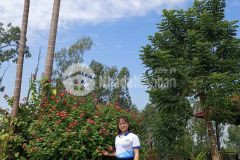 Sắp mở bán dự án mớibán biệt thự, villas centa city, đường tỉnh lộ 179, thị xã từ sơn