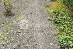 Bán lô thổ 700m2 có tặng nhà cấp 4 thạnh hoà