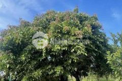 10 ha có đầy đủ nhà cửa chuồng trại ao hồ cây t