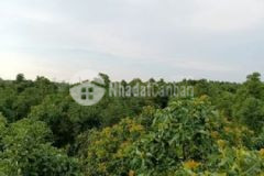 Đất rẫy 22 000m² huyện eahleo đăk lăk