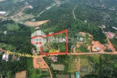 Cần bán 1 hecta vườn cây ăn trái tại xã tân lâm