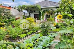 Xây nhà làm vườn trồng rau xanh mặt tiền betong