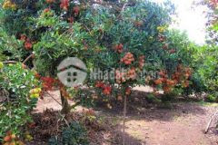 Vườn chôm chôm quả sum suê cần sang nhượng lại