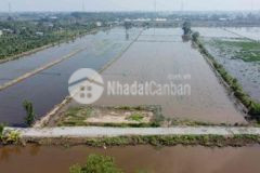 Bán đất 54x150 thổ và lúa phù họp nhiều mục đích