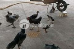 Bán đất mt lê văn hiến đối diện bệnh viện nhi