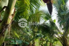 Bán đất mặt tiền kênh ngân hàng thị trấn bình