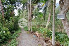 Chủ kẹt bán gấp 1500m2 đất dang trồng cây ăn trái