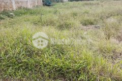 Lâm lang 2 cam lộ.giá 3xx quá thích hợp để nhập kho vào thời điểm cuối năm.