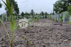 Bán vườn cây ăn trái 16m40m đường vườn thơm hbc