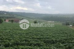 Cần tiền bán 2 mảnh đất lớn ngay huyện lâm hà