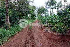 Của dân bán lại 1000mv ngang 20 ngay thị trấn