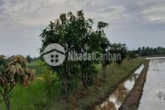 Cần bán gấp nền nhà có trồng cây ăn trái