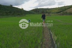 280trsào rẻ hơn khu vực