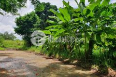 Đất thổ cư chỉ 2 5 tỷ đường nội bộ 7m