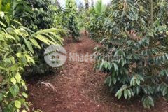 Cần bán 1ha đường vành đai