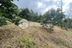 1 2 hec vươn bơ lâm đông dg thu chi 470 tr