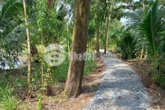 Bán 4755m² đất lúa ấp trường thọ, xã trường khánh, huyện long phú, sóc trăng