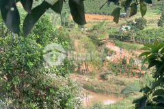 Ban đât nghi dương view đep đương ô tô ta nung đa lat
