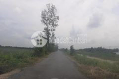 3,35hecta 2 mặt tiền đường bắc trương văn sanh,tân hoà đông,tân phước,tiền giang