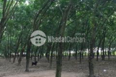 Bán lô đất giá rẻ tại tây ninh chỉ 344 triệu sào