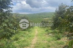 Cần bán đất chính chủ vườn sầu riêng 330 triệusào