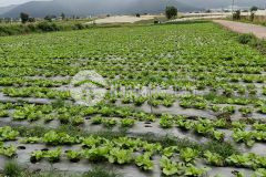 Sở hữu ngay 244m2 100m2 tc đất thị trấn thạnh mỹ, đơn dương, giá 2 tỷ tl