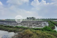 Đất lúa gần đường nhựa xã long thuận b cầu t ninh