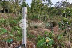 Chính chủ kẹt tiền bán đất bao sang tên sổ đỏ