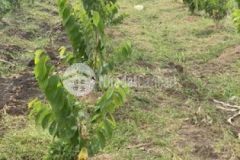 Bán đất vườn bưởi xuân đông cẩm mỹ đồng nai