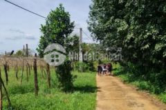 Xả hàng đất đẹp giá chỉ 319tr1100m đường bêtông