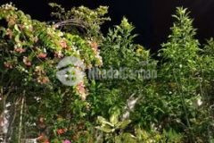 Căn hộ có sân vườn sát ubnd tpthủ đức chỉ hơn 3 tỷ