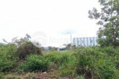 Bán bùi cẩm hổ 5m5 hoà châu đà nẵng giá rẻ