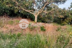 Đất m drăk bằng phẳng, mt dài, trồng điều cho thu, view đẹp