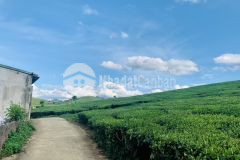 Đất nền mộc châu view đồi chè gần trung tâm giá rẻ bất ngờ