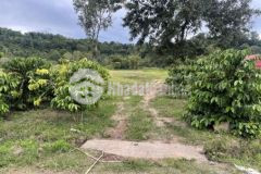 Đất nông nghiệp xã ea tiêu mặt tiền đường nhựa