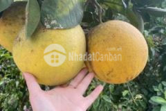 2ha đất rsx giá 9xx đg ô tô tránh cách hb 45km