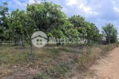 3 sào đất cln định quán 370tr1 sào